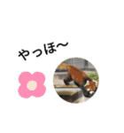 動物の動物によるスタンプ（個別スタンプ：27）