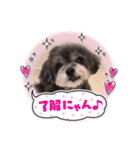 チョコ❹（個別スタンプ：1）