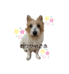 ぱしゃちゃんスタンプ3（個別スタンプ：1）