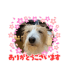 ぱしゃちゃんスタンプ3（個別スタンプ：5）