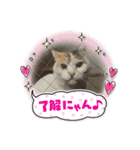 ぱしゃちゃんスタンプ3（個別スタンプ：6）