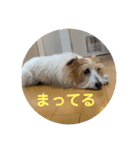 ぱしゃちゃんスタンプ3（個別スタンプ：10）