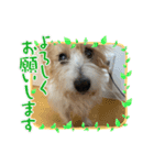 ぱしゃちゃんスタンプ3（個別スタンプ：13）