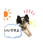 くぅちゃまのわんわんスタンプ2（個別スタンプ：4）