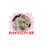 可愛いにゃんこスタンプ4（個別スタンプ：7）
