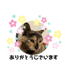 ツンデレふく3（個別スタンプ：4）