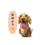 カニンヘンダックス2（個別スタンプ：2）