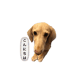カニンヘンダックス2（個別スタンプ：3）