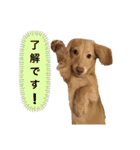 カニンヘンダックス2（個別スタンプ：4）