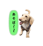 カニンヘンダックス2（個別スタンプ：7）