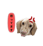 カニンヘンダックス2（個別スタンプ：8）