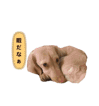 カニンヘンダックス2（個別スタンプ：10）