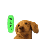 カニンヘンダックス2（個別スタンプ：12）
