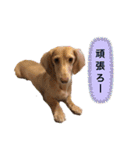 カニンヘンダックス2（個別スタンプ：13）