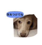 カニンヘンダックス2（個別スタンプ：14）