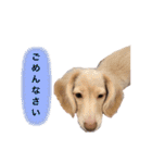カニンヘンダックス2（個別スタンプ：16）