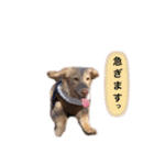 カニンヘンダックス2（個別スタンプ：19）
