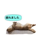 カニンヘンダックス2（個別スタンプ：21）