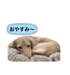カニンヘンダックス2（個別スタンプ：24）