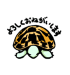 リクガメ子亀（個別スタンプ：2）