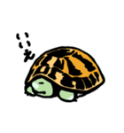 リクガメ子亀（個別スタンプ：4）