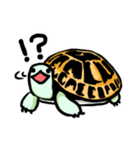リクガメ子亀（個別スタンプ：5）