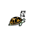 リクガメ子亀（個別スタンプ：7）