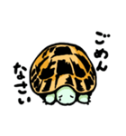 リクガメ子亀（個別スタンプ：13）