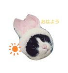 おもちときどきくろみつ（個別スタンプ：1）