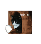 おもちときどきくろみつ（個別スタンプ：6）