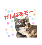 大牙＆花ちゃん（個別スタンプ：8）