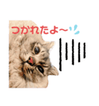 大牙＆花ちゃん（個別スタンプ：10）