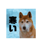 名犬ハチ公（メス）（個別スタンプ：1）