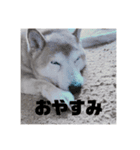 名犬ハチ公（メス）（個別スタンプ：6）