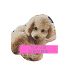 かわいい トイプードル 子犬 2（個別スタンプ：2）