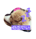 かわいい トイプードル 子犬 2（個別スタンプ：3）