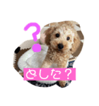 かわいい トイプードル 子犬 2（個別スタンプ：4）