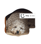 かわいい トイプードル 子犬 2（個別スタンプ：5）
