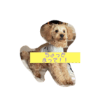 かわいい トイプードル 子犬 2（個別スタンプ：6）