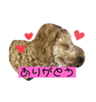 かわいい トイプードル 子犬 2（個別スタンプ：7）