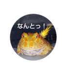 カエルさんベルツノガエル3（個別スタンプ：1）