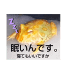 カエルさんベルツノガエル3（個別スタンプ：8）
