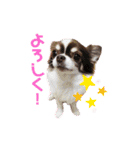 ココラのスタンプ（個別スタンプ：16）