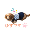 豊岡家のゆず時々ねこ（個別スタンプ：3）