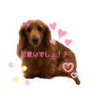 豊岡家のゆず時々ねこ（個別スタンプ：4）