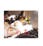 豊岡家のゆず時々ねこ（個別スタンプ：5）