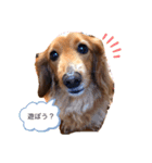 豊岡家のゆず時々ねこ（個別スタンプ：6）