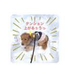 豊岡家のゆず時々ねこ（個別スタンプ：7）