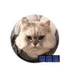 シェリーボーイ只今参上！（個別スタンプ：1）