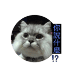 シェリーボーイ只今参上！（個別スタンプ：2）